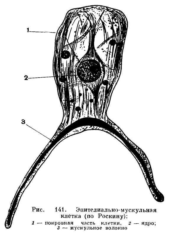 Kraken 16 onion