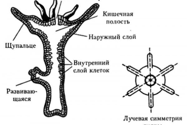 Кракен тор браузер